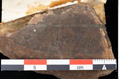 Foto (Detailansicht) von Sphaeria lycobroma Ettingshausen (NHMW-GEO-2024-0188-0037)